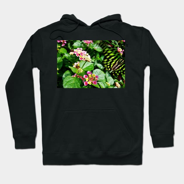 Tailed Jay (Graphium agamemnon) Flying Away Hoodie by 1Redbublppasswo